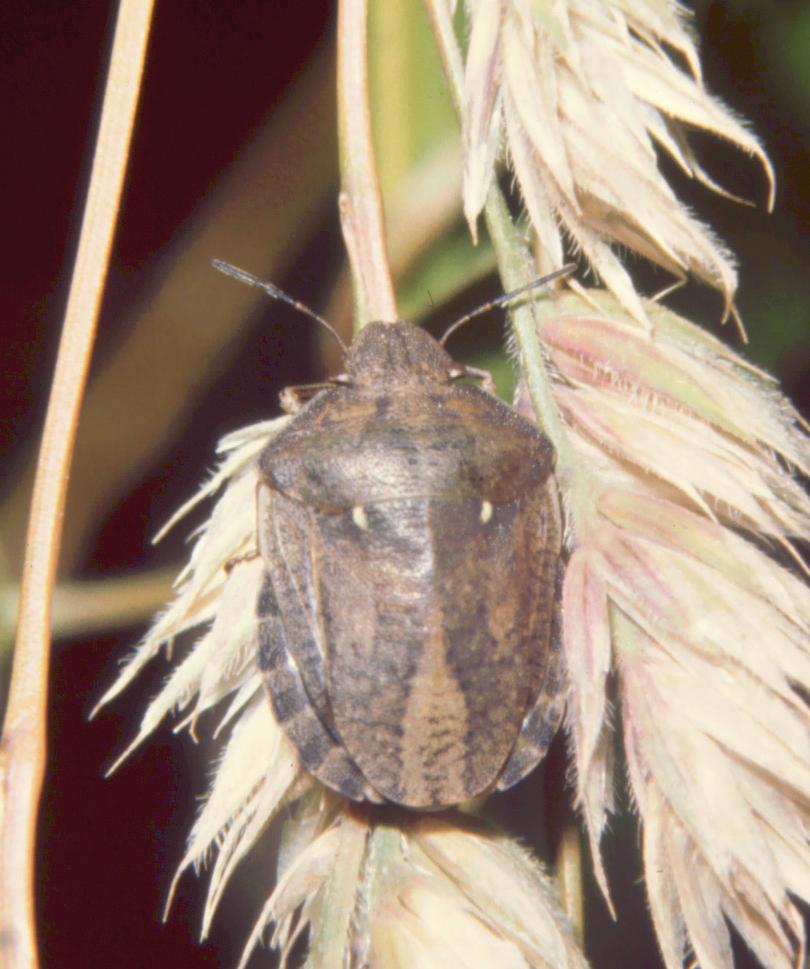 Scutelleridae